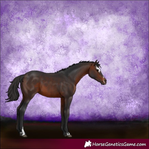 Horse Color:Brown Sabino 