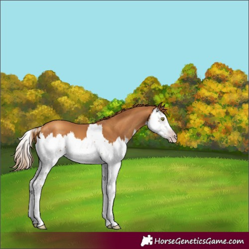 Horse Color:Gray Gold Champagne Splash 