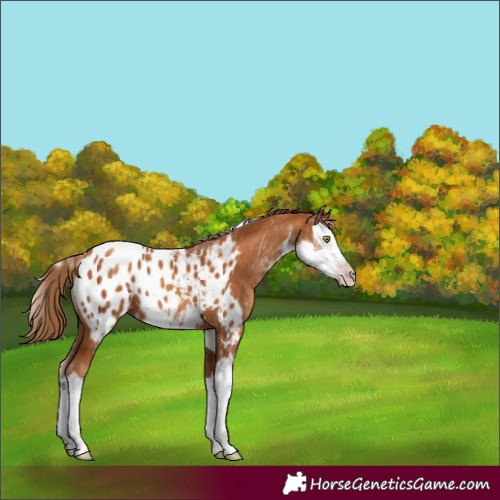 Horse Color:Gray Gold Champagne Sabino Splash Appaloosa 