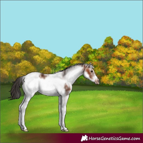 Horse Color:White Spotted Brown Frame 
