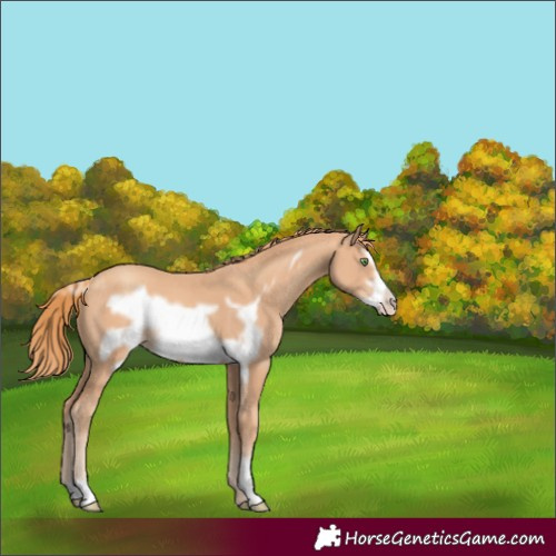 Horse Color:Gold Champagne Frame 