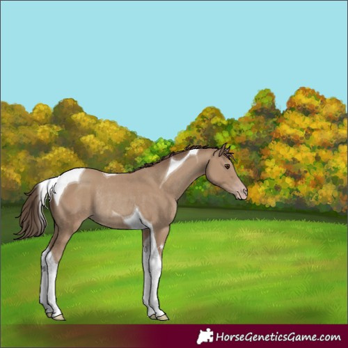 Horse Color:Classic Champagne Tobiano Rabicano 