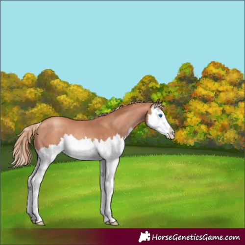 Horse Color:Gold Champagne Sabino Splash 