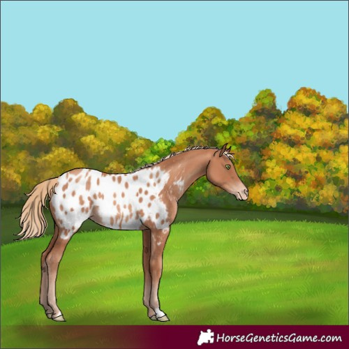 Horse Color:Gold Champagne Appaloosa Rabicano 