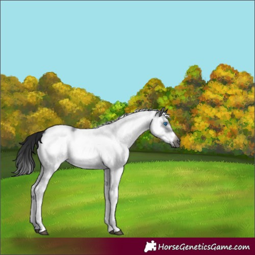 Horse Color:Gray White Spotted Black Splash Frame 