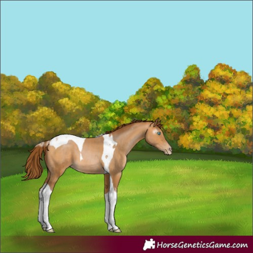 Horse Color:Gray Buckskin Pearl Tobiano