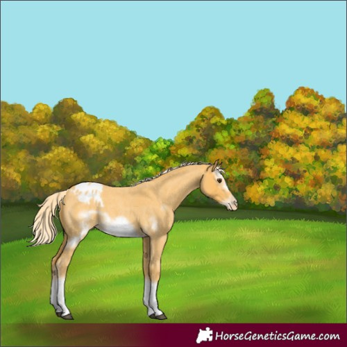 Horse Color:Palomino Roan Sabino Splash Frame Appaloosa 