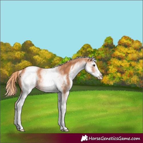Horse Color:White Spotted Chestnut Rabicano 