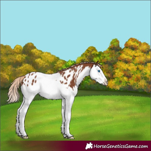 Horse Color:Chestnut Splash Appaloosa 