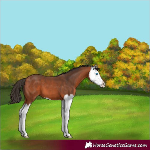 Horse Color:Bay Splash 