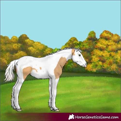 Horse Color:Silver Buckskin Dun Splash Tobiano 