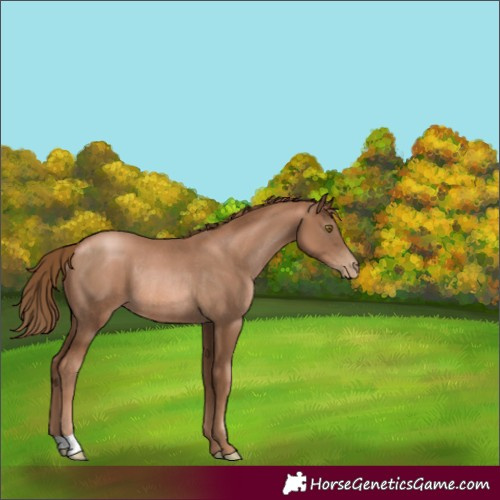 Horse Color:Liver Chestnut Pearl Rabicano 