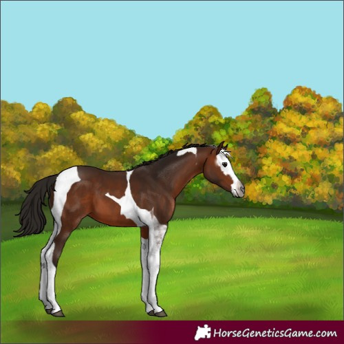 Horse Color:Gray Bay Sabino Splash Tobiano