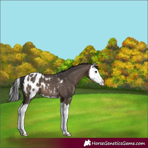 Horse Color:Brown Dun Sabino Splash Appaloosa 