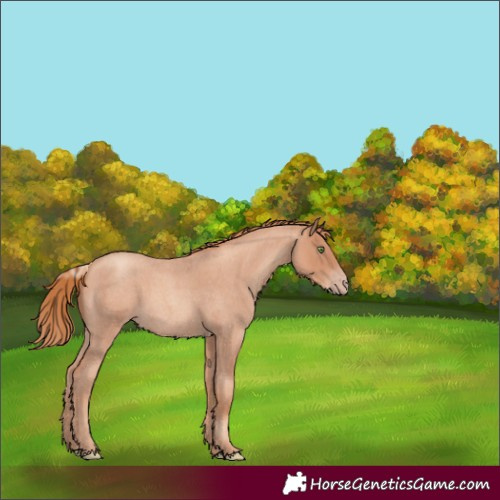 Horse Color:Gold Champagne Roan 