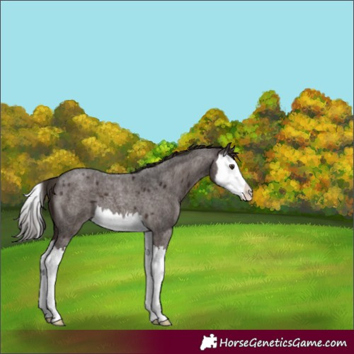 Horse Color:Liver Red Roan Splash 