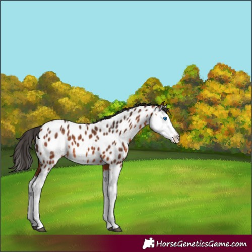 Horse Color:Bay Splash Appaloosa 
