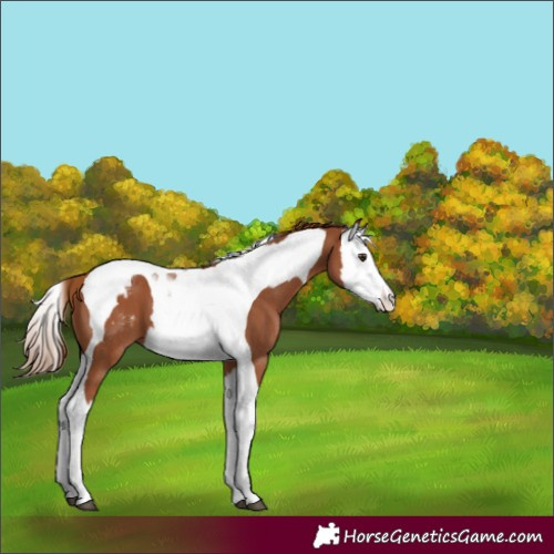 Horse Color:Chestnut Splash Tobiano Appaloosa 