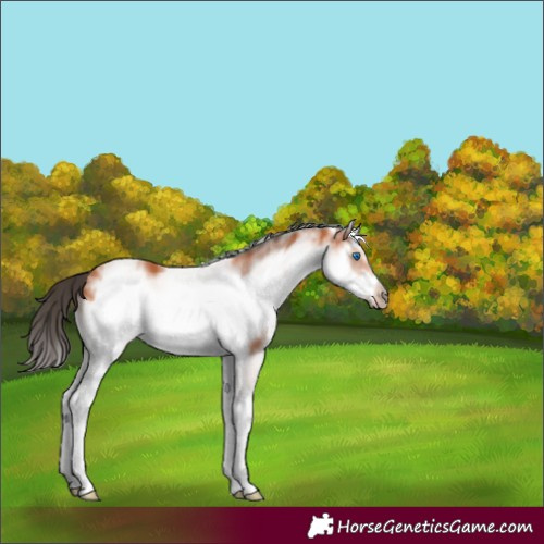 Horse Color:White Spotted Bay Splash Frame 