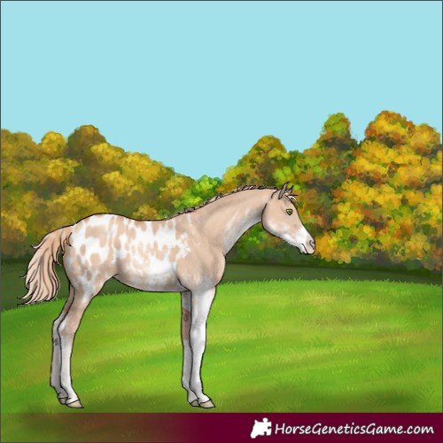Horse Color:Gold Champagne Dun Sabino Appaloosa