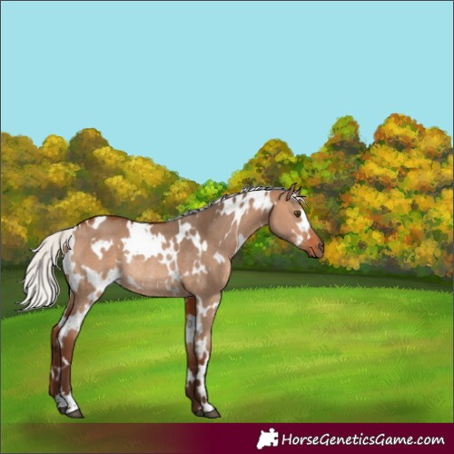 Horse Color:White Spotted Silver Bay Dun Rabicano 