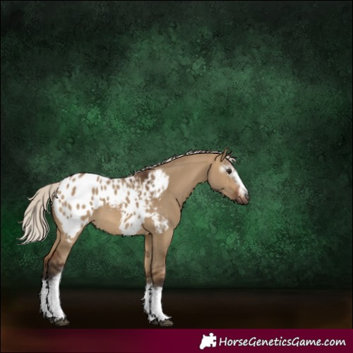 Horse Color:Gray White Spotted Silver Brown Dun Appaloosa 