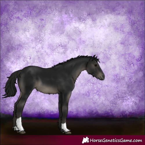 Horse Color:Gray Black 