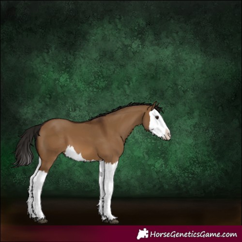 Horse Color:Gray Bay Dun Splash 