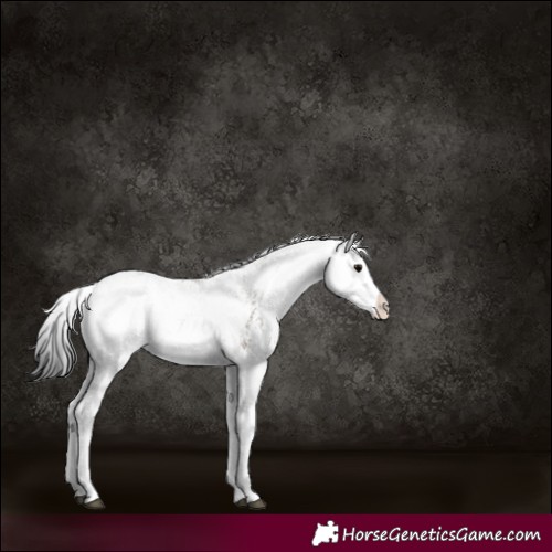 Horse Color:Gray Grullo Sabino Splash 