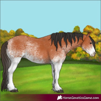 Horse Color:White Spotted Bay 