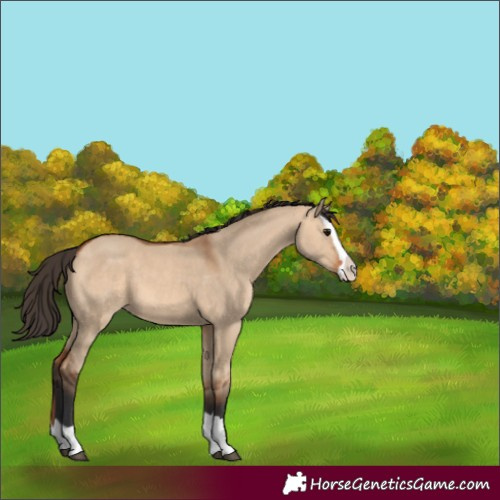 Horse Color:Bay Dun Splash
