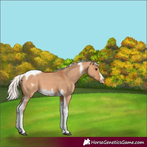 Horse Color:Silver Bay Dun Tobiano Frame Appaloosa