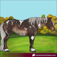 Horse Color:White Spotted Silver Brown