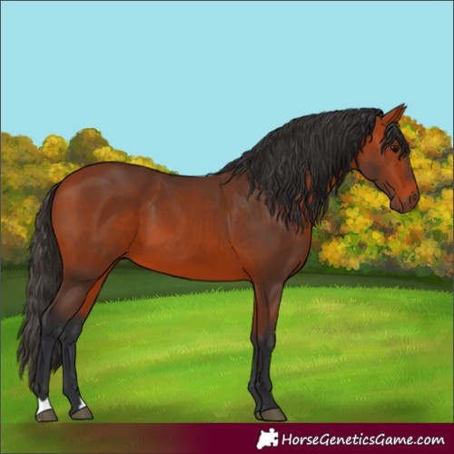 Horse Color:Bay 