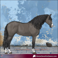 Horse Color:Grullo 