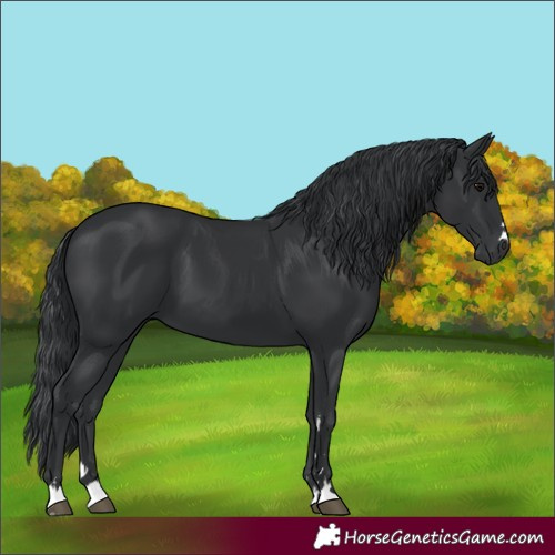 Horse Color:Black 