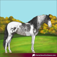 Horse Color:Black Sabino Tobiano Appaloosa Rabicano 