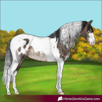 Horse Color:Brown Dun Sabino Tobiano Appaloosa Rabicano Brindle