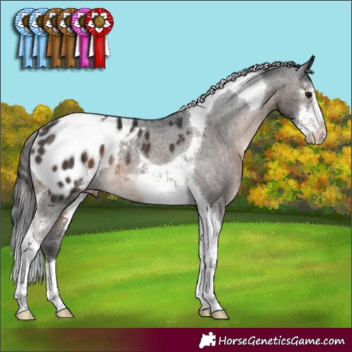 Horse Color:Brown Sabino Tobiano Appaloosa Rabicano 