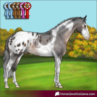 Horse Color:Brown Sabino Tobiano Appaloosa Rabicano 