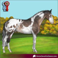 Horse Color:Brown Sabino Tobiano Appaloosa Rabicano 