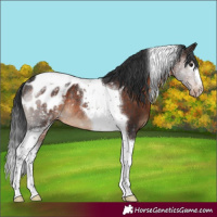 Horse Color:White Spotted Brown Tobiano Appaloosa Rabicano