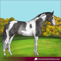 Horse Color:White Spotted Black Tobiano Appaloosa Rabicano