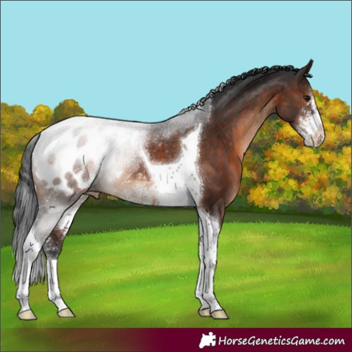 Horse Color:Brown Sabino Tobiano Appaloosa Rabicano 
