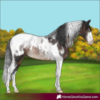 Horse Color:Brown Sabino Tobiano Blanket Rabicano