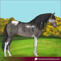 Horse Color:Grullo Sabino Tobiano Varnish Rabicano Brindle 