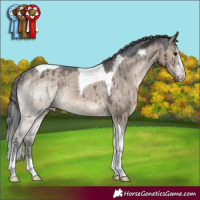 Horse Color:Brown Dun Sabino Tobiano Appaloosa Rabicano Brindle