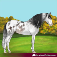 Horse Color:White Spotted Brown Tobiano Appaloosa Rabicano