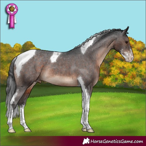 Horse Color:Brown Sabino Tobiano Appaloosa Rabicano 