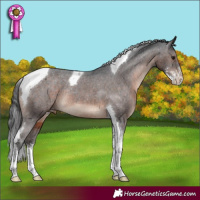 Horse Color:Brown Sabino Tobiano Appaloosa Rabicano 